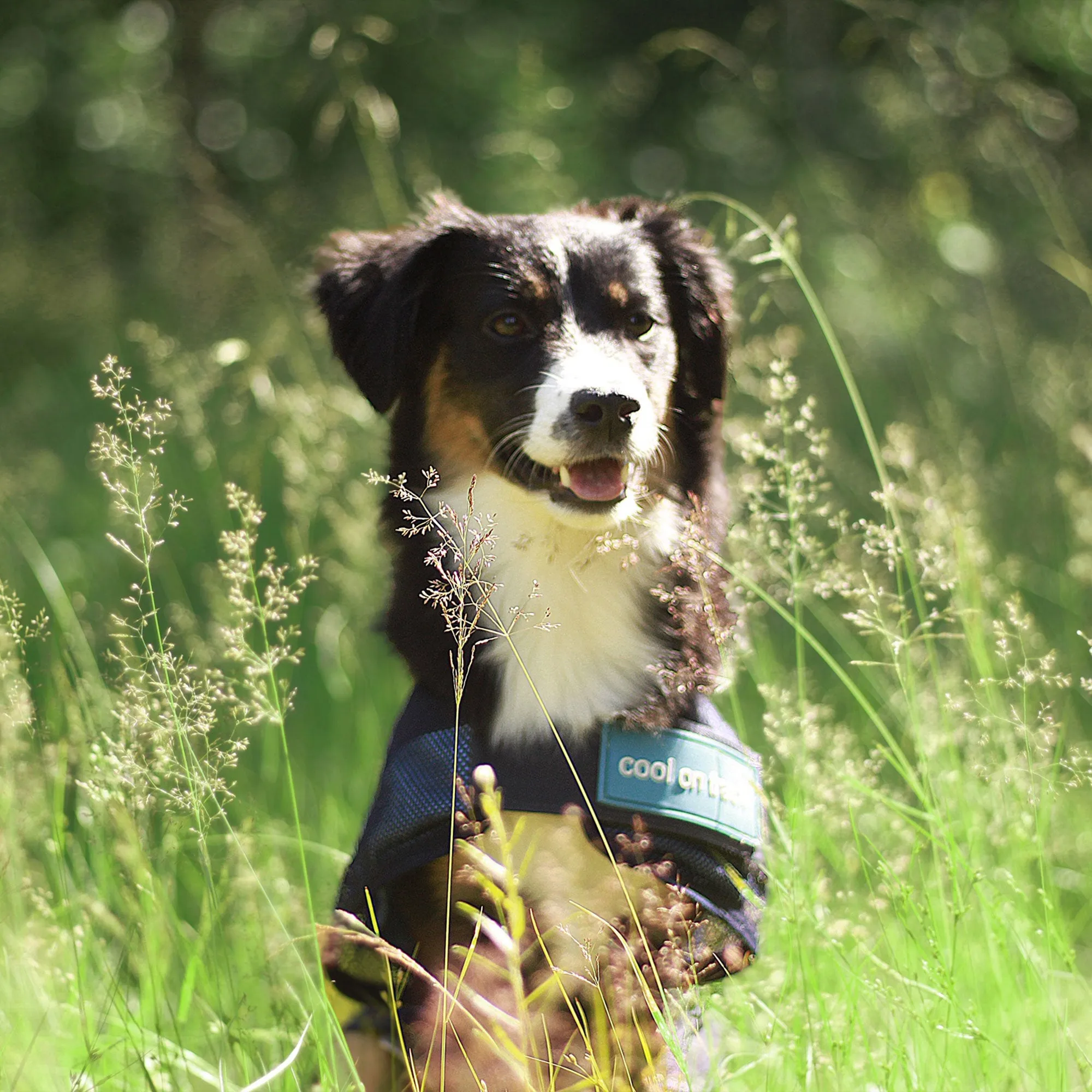 Cool on Track® Cooling Dog Coat